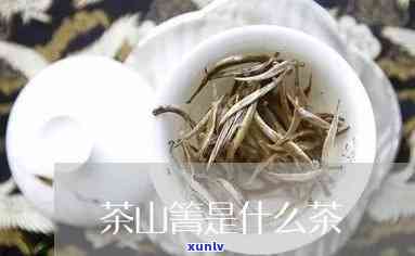 茶山箐的茶怎么样？品鉴茶山箐的茶叶品质与价格