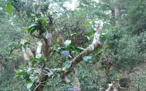 茶山箐古树茶的功效-茶山箐古树茶多少钱