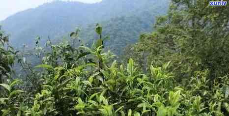 2017年刮风寨古树茶价格，2017年刮风寨古树茶市场价格分析与趋势预测