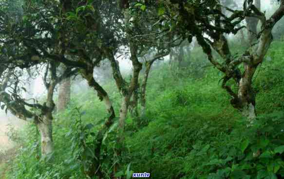 勐海县古树茶树有限-勐海县古树茶树 *** 