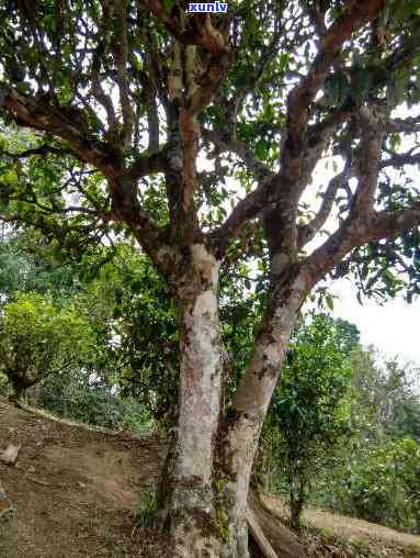 勐海县古树茶树有限-勐海县古树茶树 *** 