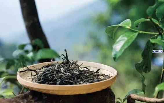 雨林古树茶哪一款好喝，推荐！探究雨林古树茶的口感与品质，哪一款更值得一试？