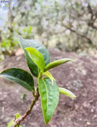 临沧邦东昔归古树茶-临沧市临翔区邦东昔归茶厂