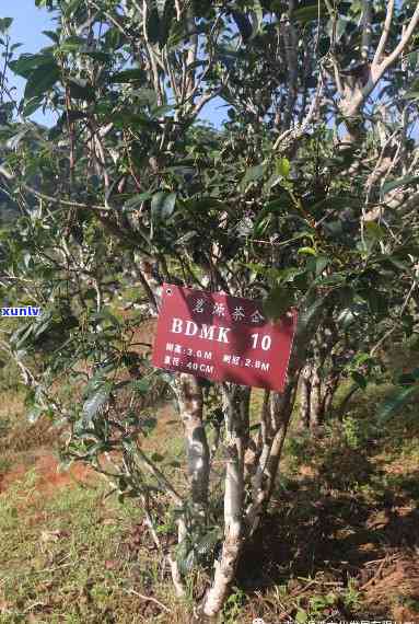 临沧邦东昔归古树茶-临沧市临翔区邦东昔归茶厂