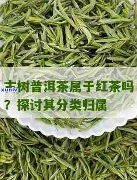 昔归古树茶：红茶？绿茶？一次解答你的疑问