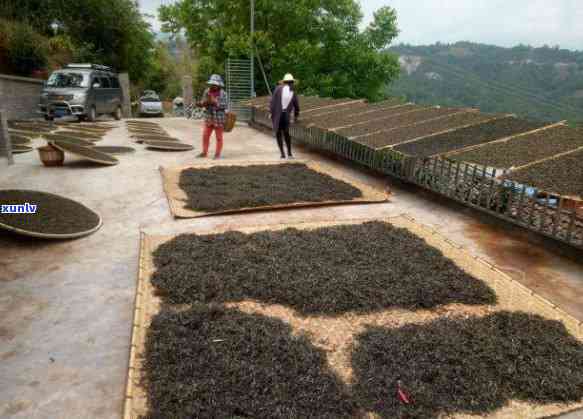 深度解析：漭水古树茶的特点、口感及源头