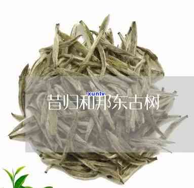 邦东昔归古树茶作用-邦东茶也称昔归茶吗