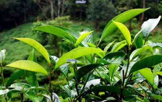 勐古树茶特点茶-勐古树茶叶