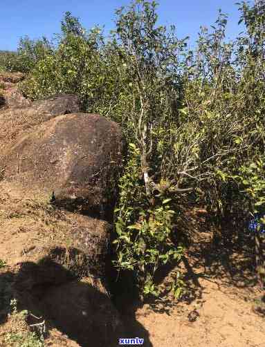 古树茶化石是啥意思-古树茶化石是啥意思?