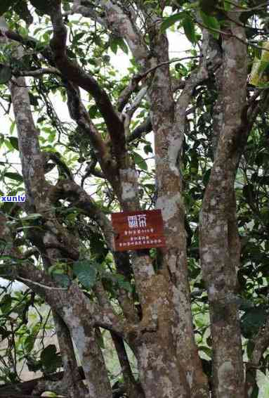 昔归古树茶产地，探寻昔归古树茶的产地，领略千年茶文化的魅力