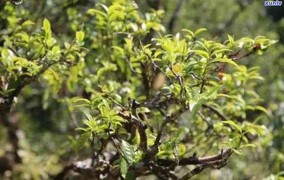 91年樟香古树茶筐-樟香古树茶1991价格