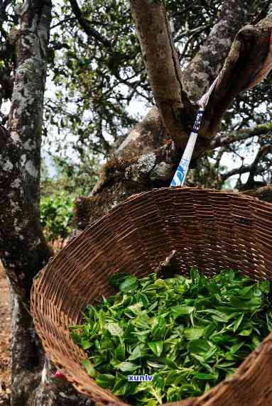 百花潭古树茶的历简介：探索其悠久历与文化背景