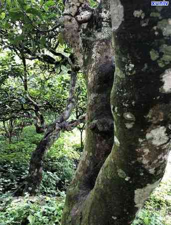 百花潭茶叶，品味成都：探寻百花潭茶叶的历与文化价值