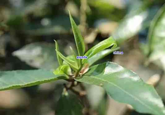 古林菁古树茶，探索古林菁古树茶的独特魅力：一种古老而珍贵的饮品