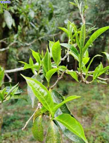 古林菁古树茶，探索古林菁古树茶的独特魅力：一种古老而珍贵的饮品