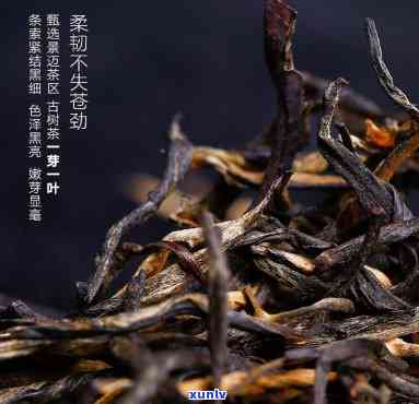 雨林古树茶介绍词，探索神秘的雨林世界：古树茶的魅力介绍