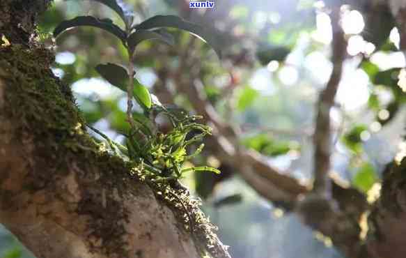 雨林古树茶介绍词，探索神秘的雨林世界：古树茶的魅力介绍