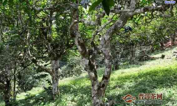 临沧永德古树茶介绍-临沧永德古树茶特点