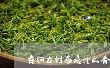 昔归古树茶是什么香-昔归古树茶是什么香味