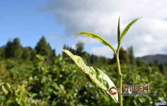 探索昔归古树茶香气：独特味道与特点