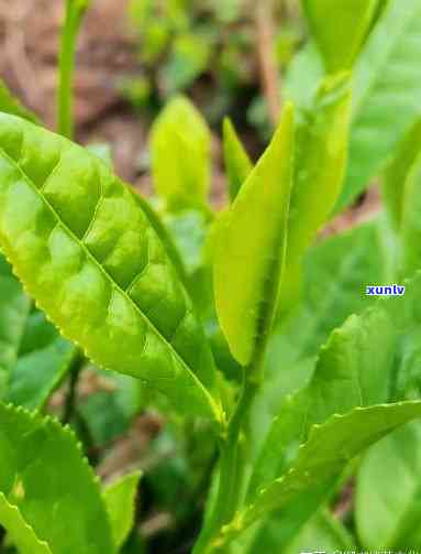 古树茶泡出来的颜色是绿色：正常还是异常？原因解析