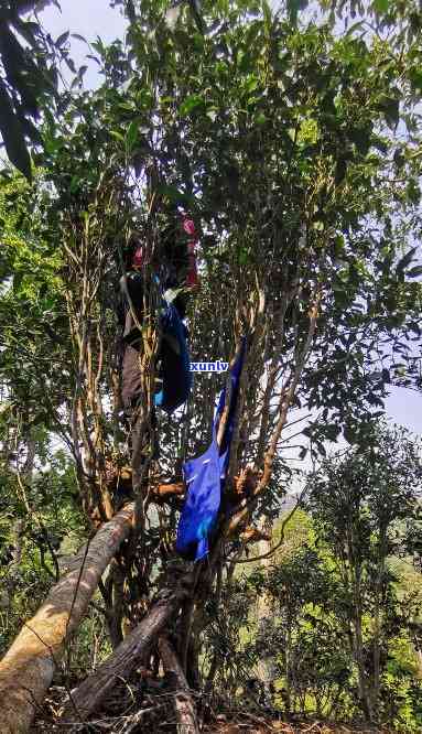 大黑森林古树茶颜色不一样，探索大黑森林：古树茶的独特色彩之美