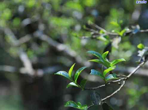 大黑森林古树茶颜色-大黑森林古树茶颜色怎么样