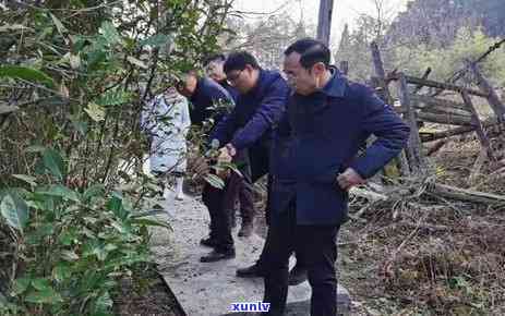 野生古树茶图片大全高清大图集