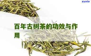 千年古树茶的功效与作用：全面解析与禁忌