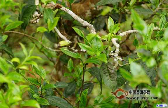 邦威古树茶哪个片区-邦威古树茶地点