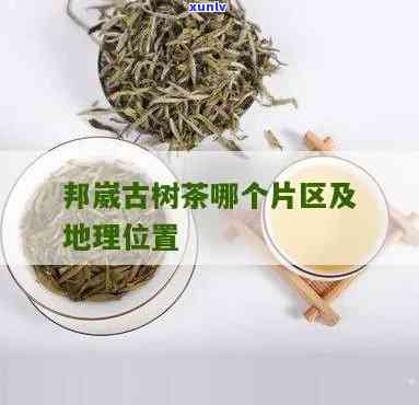 邦威古树茶哪个片区-邦威古树茶地点