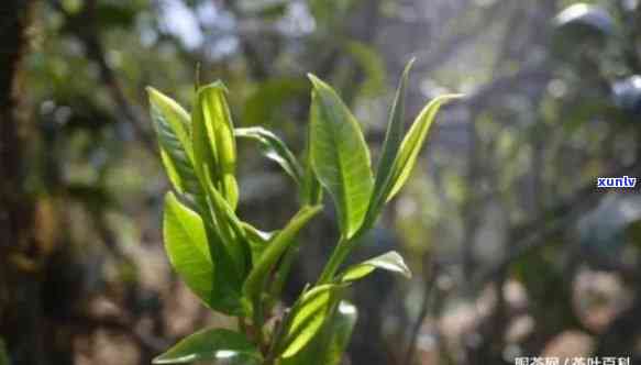 昔归古树茶的特点，探秘昔归古树茶的独特魅力