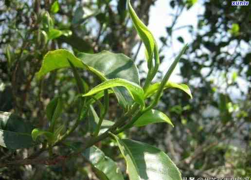 昔归古树茶的特点，探秘昔归古树茶的独特魅力