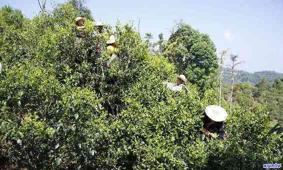 探究昔归古树茶散茶的特点及品质