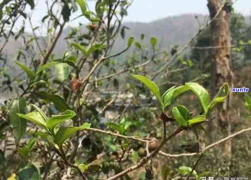 古树茶有保质期吗，古树茶也有保质期，你了解多少？