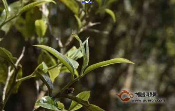 无量山古树茶保质期：多长时间可饮用？