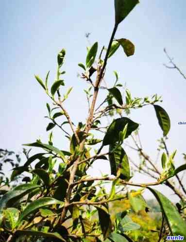 无量山古树茶有收藏价值吗，探讨无量山古树茶的收藏价值