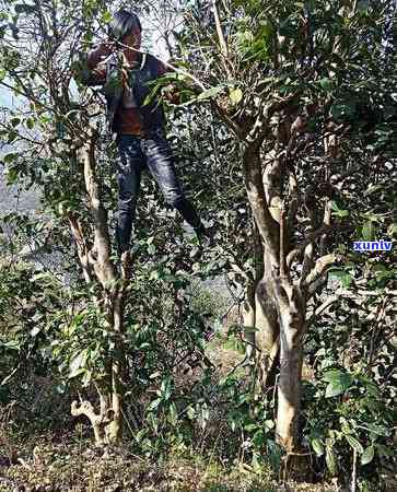 探究无量山古树茶口感特点及香气特色