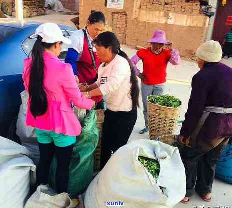 探究无量山古树茶口感特点及香气特色