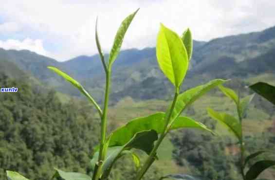 昔归茶古树茶初制所-昔归古树茶介绍