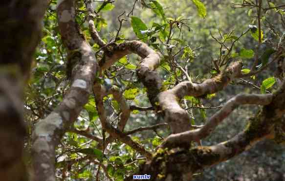 雨林古树茶：是真的古树吗？揭露真相！