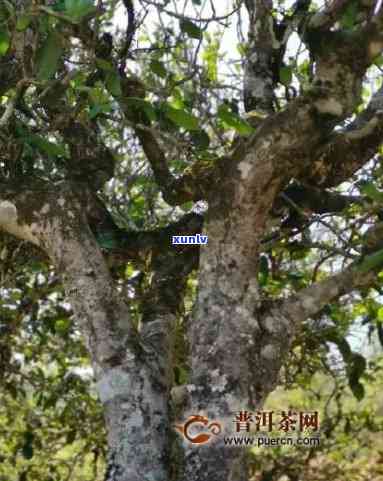 昔归800年古树茶，《探寻千年古韵：800年昔归古树茶的魅力与价值》