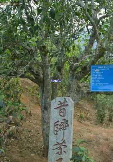 昔归800年古树茶，《探寻千年古韵：800年昔归古树茶的魅力与价值》