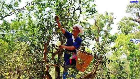 昔归800年古树茶，《探寻千年古韵：800年昔归古树茶的魅力与价值》