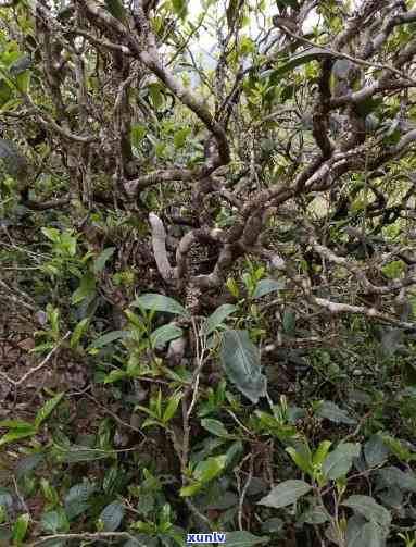 云南临沧古树茶介绍，探秘古老韵味：云南临沧古树茶的魅力介绍