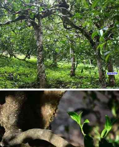 云南临沧古树茶图片-云南临沧古树茶介绍