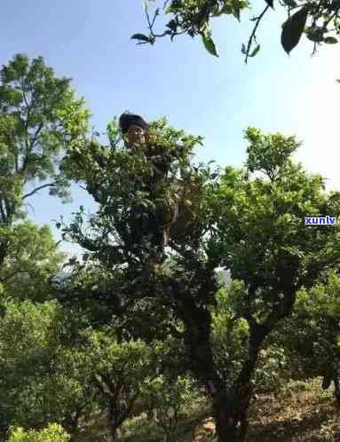 临沧坝糯古树茶图片-临沧坝糯古树茶口感特点