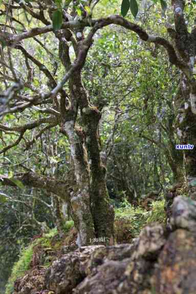 云南野生古树茶高清图片大全