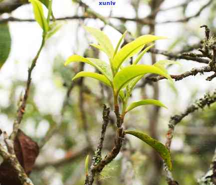 云南野生古树茶图片-云南野生古树茶图片大全