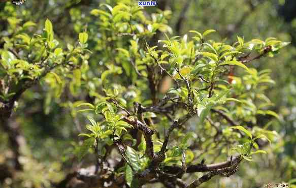 云南野生古树茶图片-云南野生古树茶图片大全